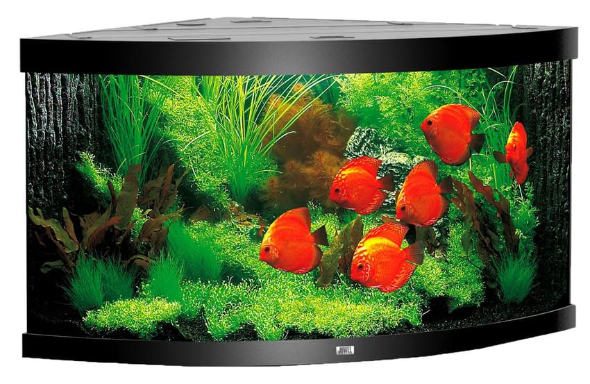 Juwel Eck-Aquarium Trigon 350 LED – Bild 4
