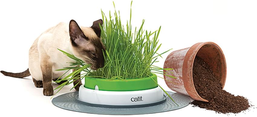 Catit Senses 2.0 Grass Planter – Bild 2