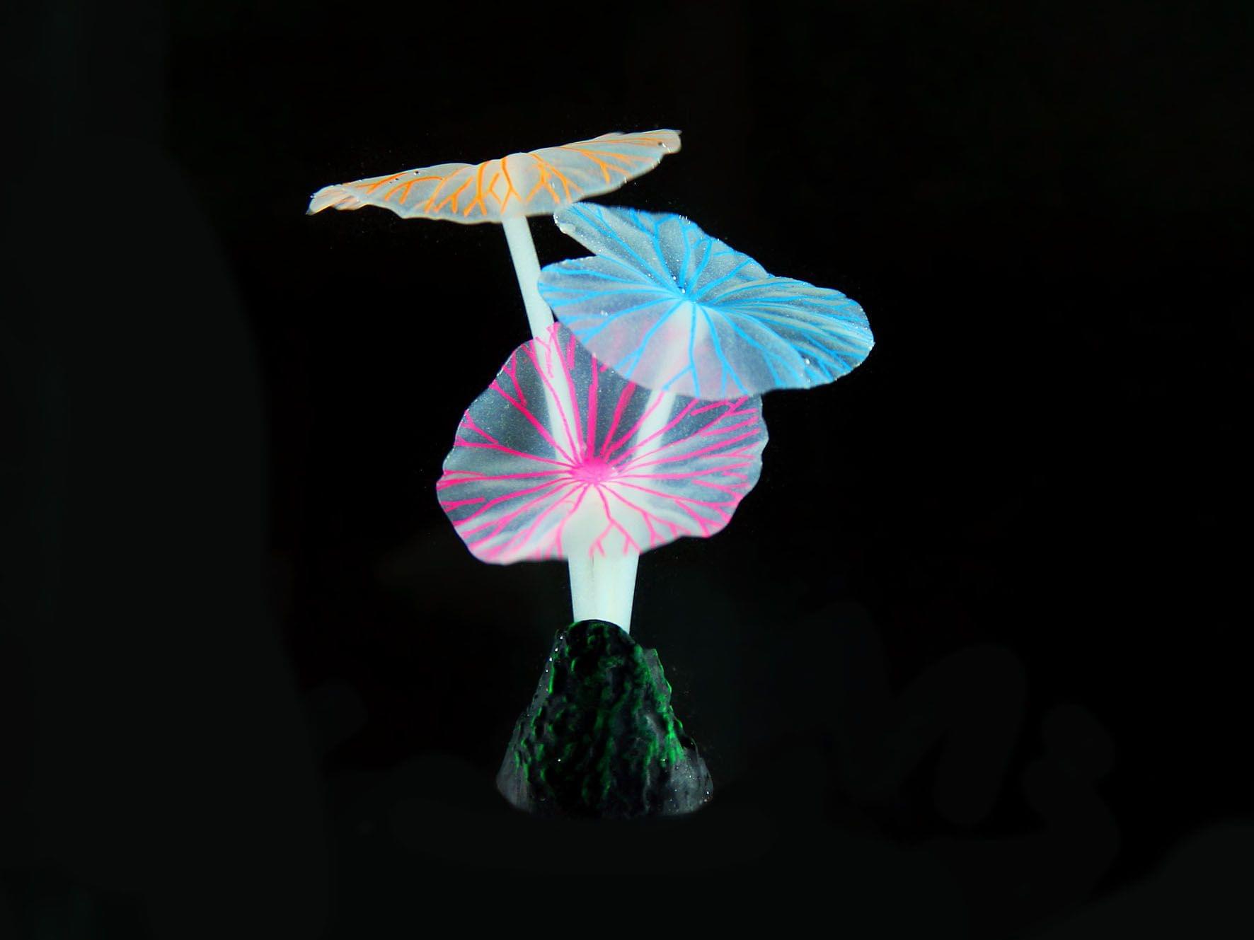 Amazonas Fantasy FLUO Lotus R10 D=3cm/H=10cm