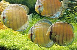 Aquariumshop